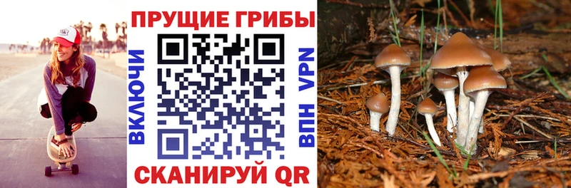 купить  сайты  Бугуруслан  Псилоцибиновые грибы Psilocybe 